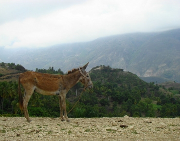 DSC06048_opt